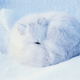 Illustration for article titled Vote Arctic Fox, Vote Magical Floof